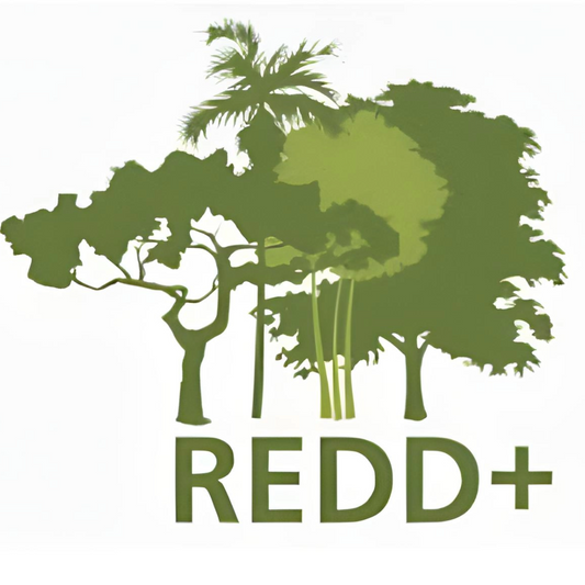 REDD+ : un mĂ©canisme complexe pour protĂ©ger les forĂȘts, mais Ă quel prix ?