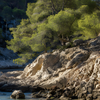 Le pin dâAlep : un arbre adaptĂ© aux nouvelles contraintes Ă©daphiques des environnements mĂ©diterranĂ©ens