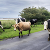 La prĂ©caritĂ© des agriculteurs français sâenracine dans les rĂ©formes de la PAC