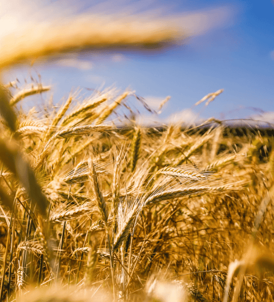 Ils n'ont pas laissé une miette aux écolos