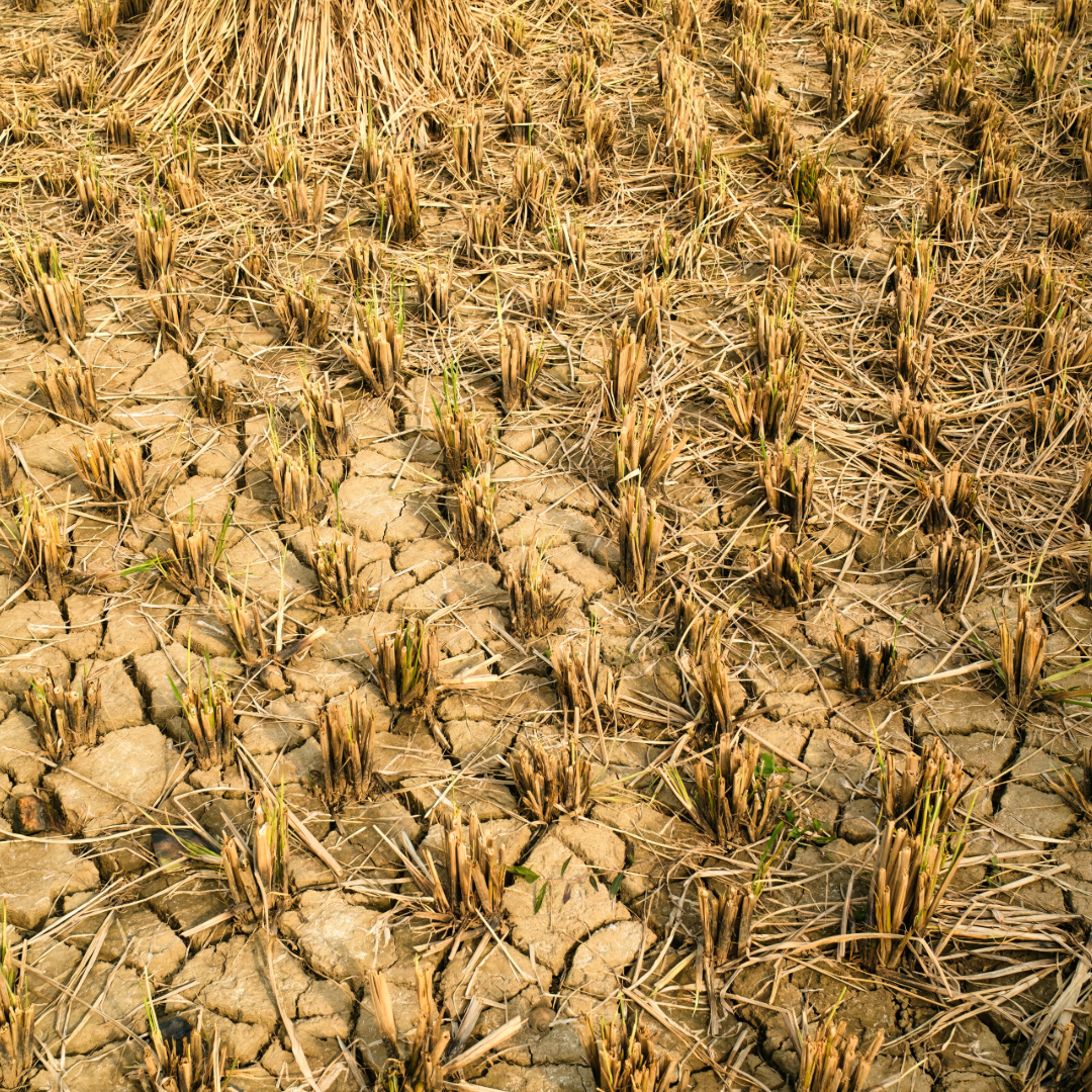 Sécheresse : Un plan d'urgence agricole d'un milliard est annoncé