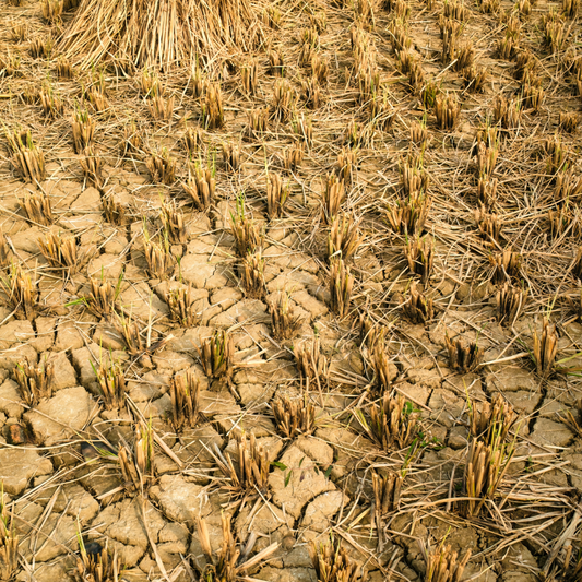 Sécheresse : Un plan d'urgence agricole d'un milliard est annoncé