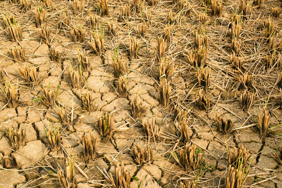 Sécheresse : Un plan d'urgence agricole d'un milliard est annoncé