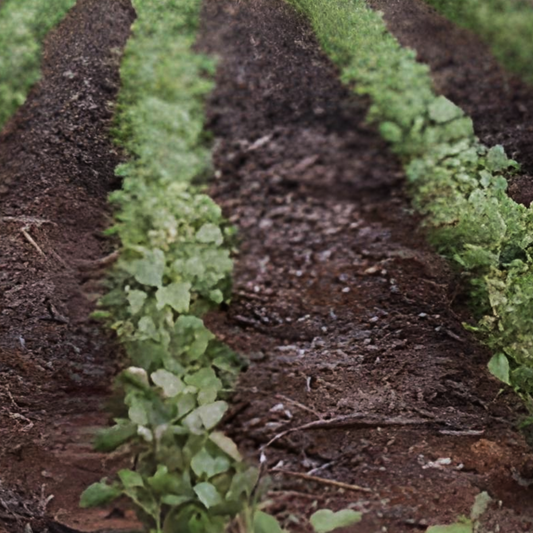 L’agrobusiness : un modèle renforçant les inégalités dans une France où une personne sur cinq ne mange pas à sa faim