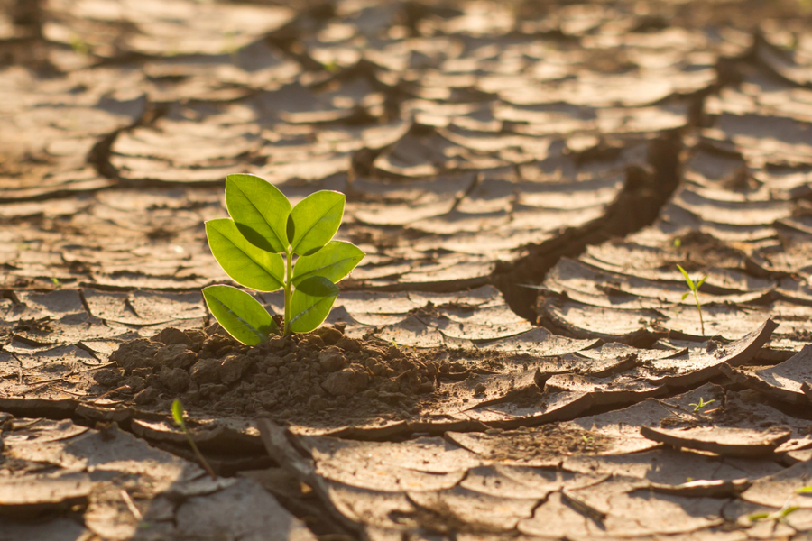 Canicule : les Français apprennent à traiter l’urgence des canicules et la technicité des plans d’adaptation