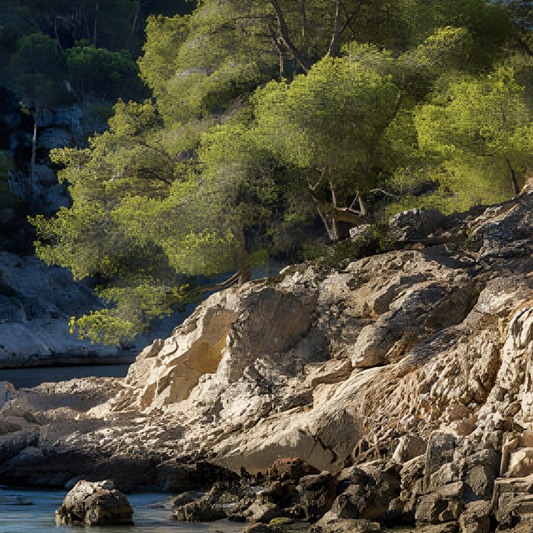 Le pin d’Alep : un arbre adapté aux nouvelles contraintes édaphiques des environnements méditerranéens