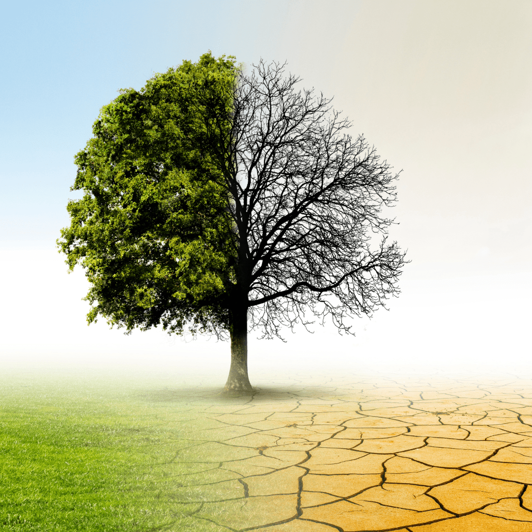 Accord de Paris : le grand pari climatique entre promesse politique et réalité brûlante - Rightbrain Magazine store 