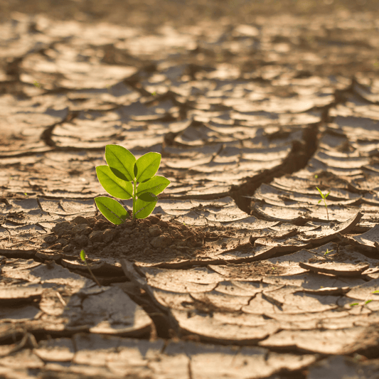 Canicule : les Français apprennent à traiter l’urgence et la technicité des plans d’adaptation - Rightbrain Magazine store