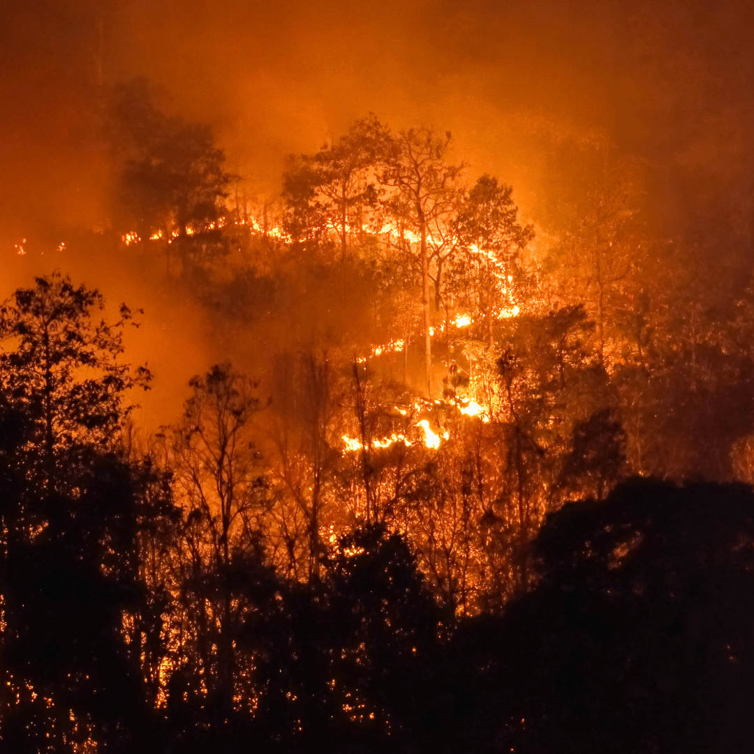 Climat : nos sociétés alimentent un réchauffement climatique détruisant de nombreux écosystèmes - Rightbrain Magazine store 