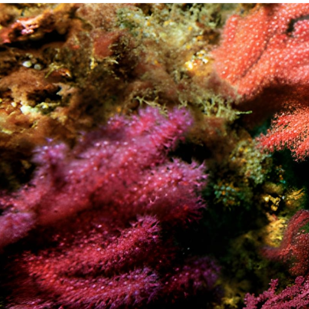 De la Grande Barrière à Mayotte, les coraux s’effondrent sous la chaleur des abysses - Rightbrain Magazine store 