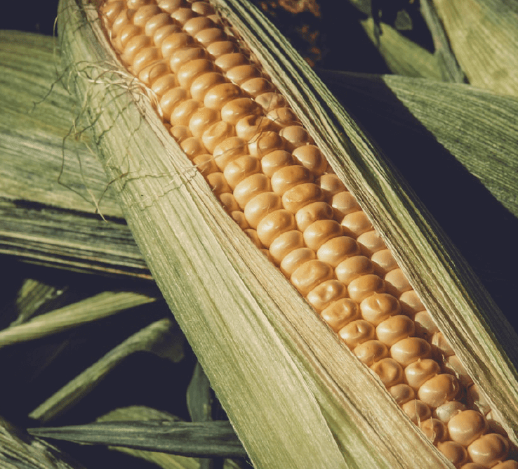 La PAC, ennemie numéro 1 des agriculteurs productivistes - Rightbrain Magazine store 