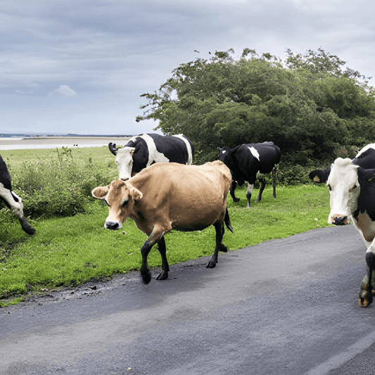 La précarité des agriculteurs français s’enracine dans les réformes de la PAC - Rightbrain Magazine store 
