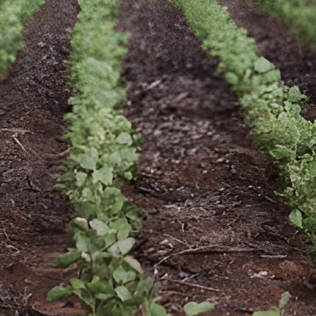 L’agrobusiness : un modèle renforçant les inégalités dans une France où une personne sur cinq ne mange pas à sa faim - Rightbrain Magazine store 