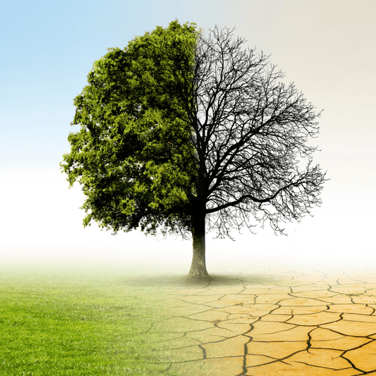 Le fonds vert en péril : quand la France sabote sa propre transition écologique - Rightbrain Magazine store