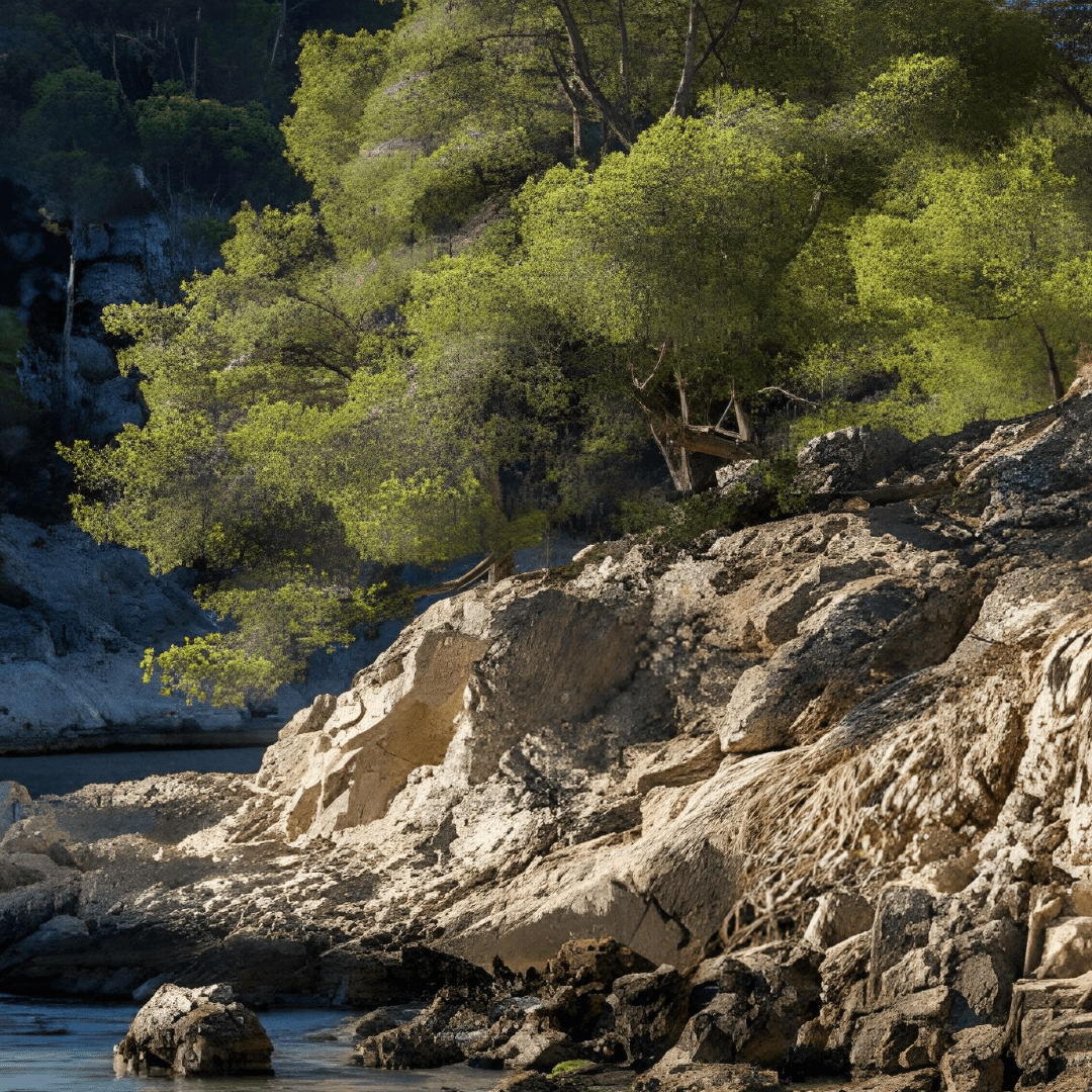 Le pin d’Alep : un arbre adapté aux nouvelles contraintes édaphiques des environnements méditerranéens - Rightbrain Magazine store 