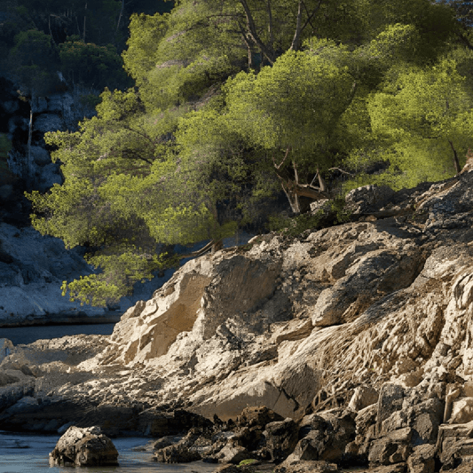 Le pin d’Alep : un arbre adapté aux nouvelles contraintes édaphiques des environnements méditerranéens - Rightbrain Magazine store 