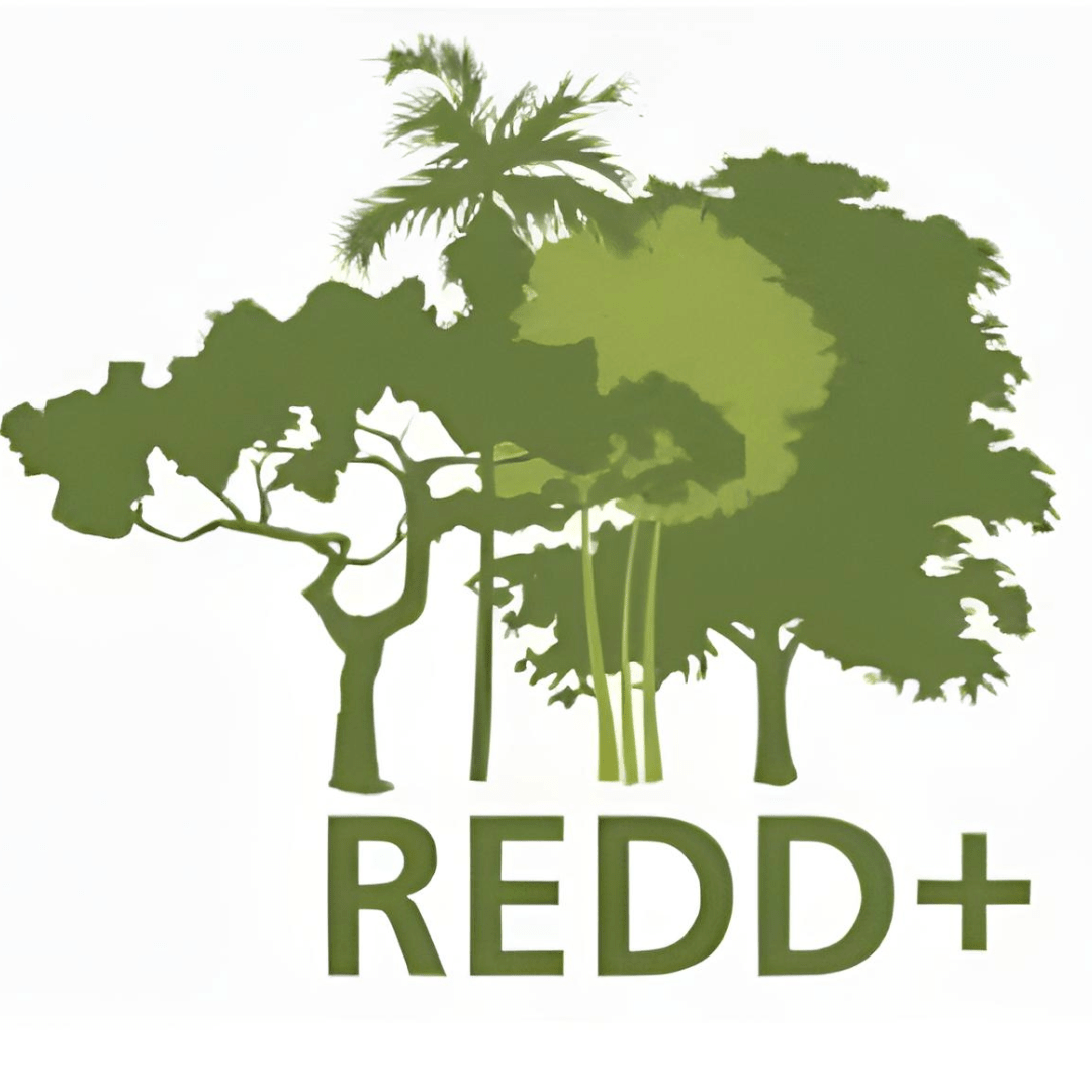 REDD+ : un mécanisme complexe pour protéger les forêts, mais à quel prix ? - Rightbrain Magazine store 