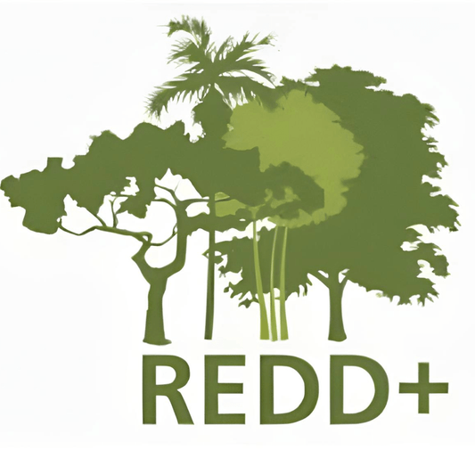 REDD+ : un mécanisme complexe pour protéger les forêts, mais à quel prix ? - Rightbrain Magazine store 